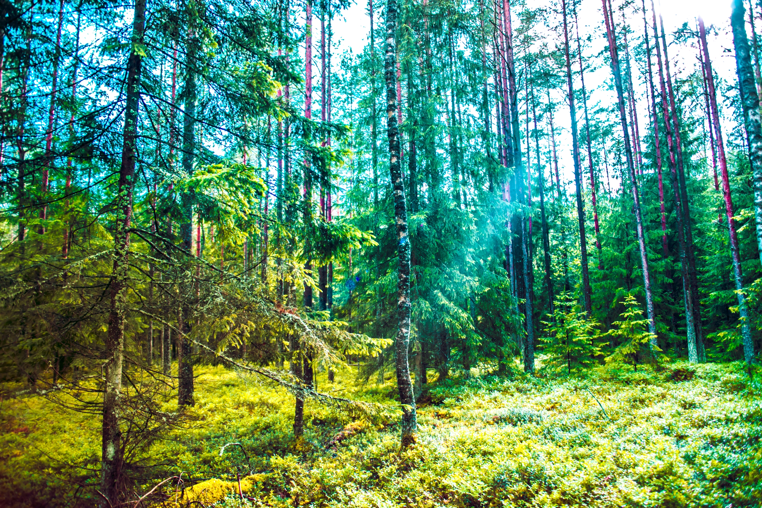 INVL Sustainable Timberland and Farmland Fund II no SEB aizņemas 12,7 miljonus eiro ilgtspējīgiem ieguldījumiem mežā