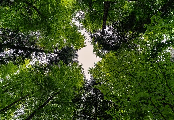 INVL Sustainable Timberland and Farmland Fund II – Capital Fund piesaista 2,09 miljonus eiro